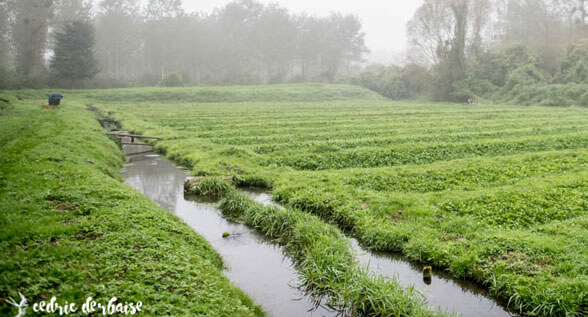 Read more about the article Watercress ans PEITC : antitumor molecule under study